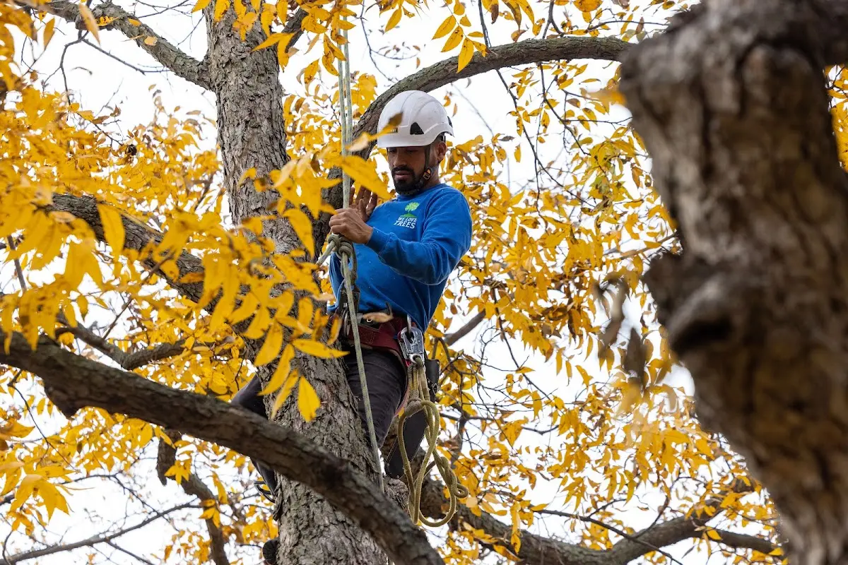Skilled Tree Pruning crew working in Truesdale